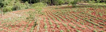 Groundnut Crop